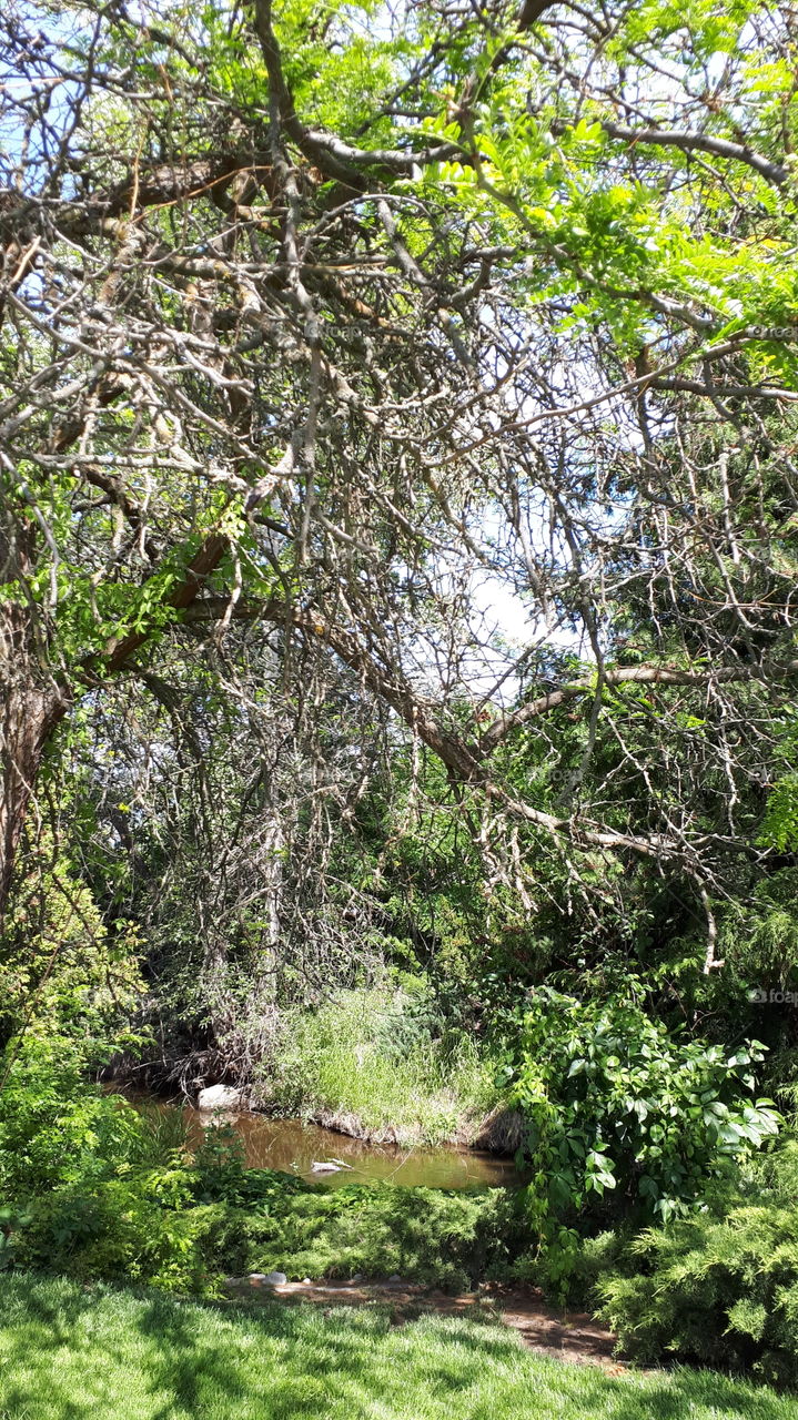 A Dead Tree over a Muddy Creek