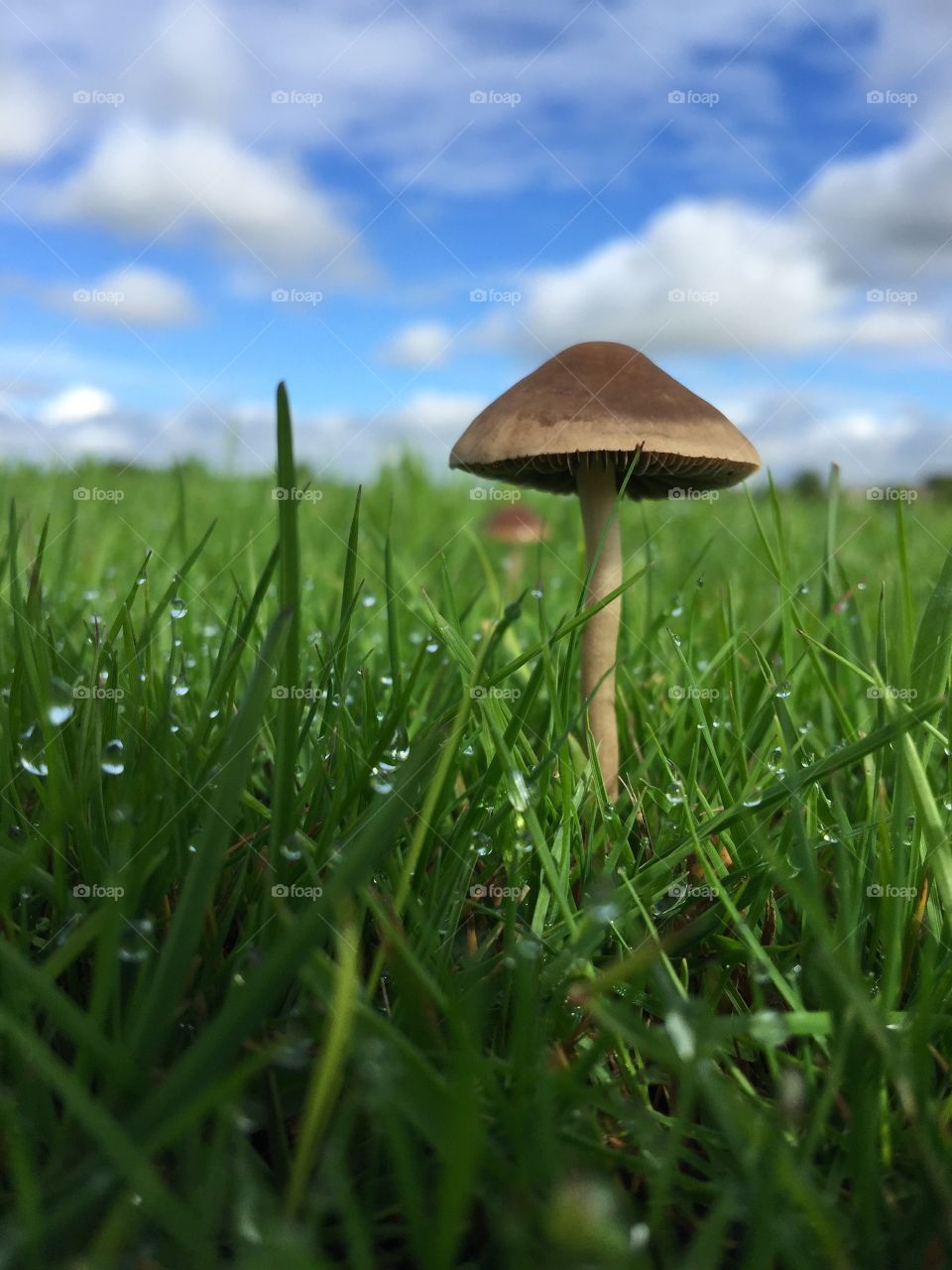 Mushrooms growing in a field