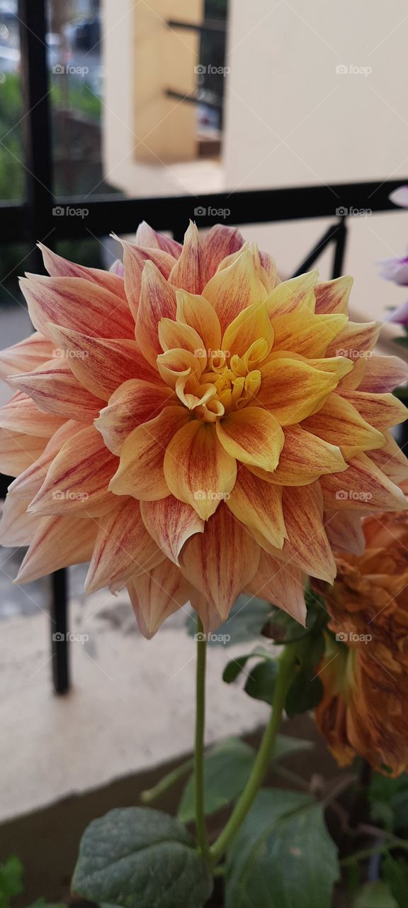 I captured a colorful big blooming yellow and orange flower