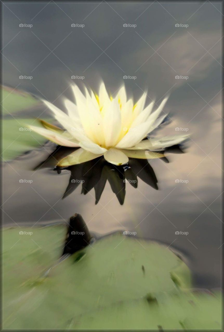 Fragile Lilypad Flower reflecting on still waters