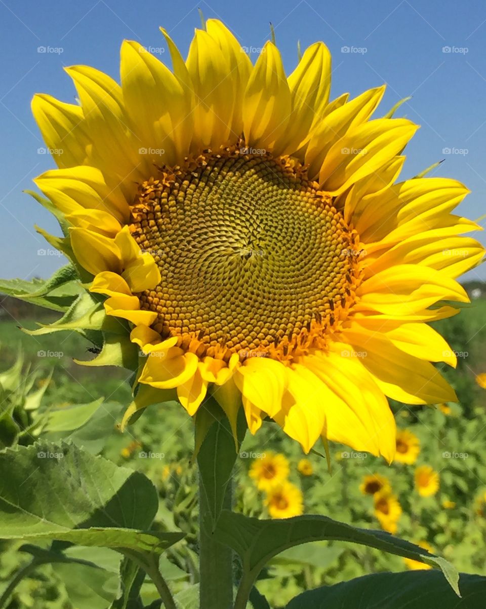 A large sunflower standing tall in the field at a farm in the country against a blue sky