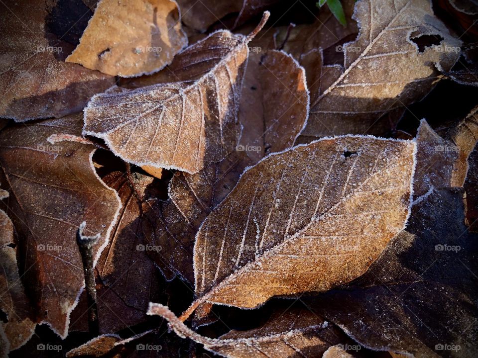 Frozen leaves in an autumn morning 