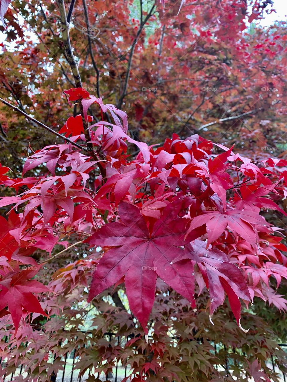 Day and night Foap Missions - Autumn, my favorite time of year when the leaves on the hardwood trees magically change colors and beautify the forest - breathtaking 