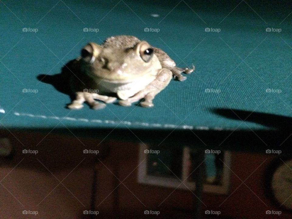 frog