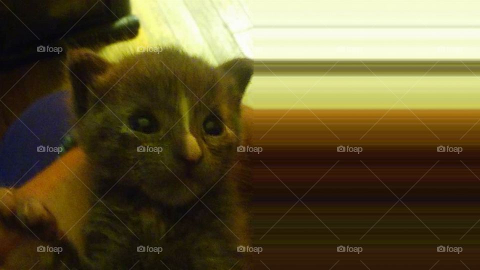 sunny window kitten stripe on nose