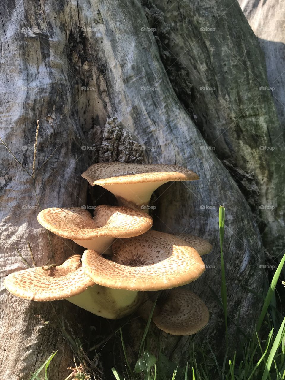 Tree fungus 