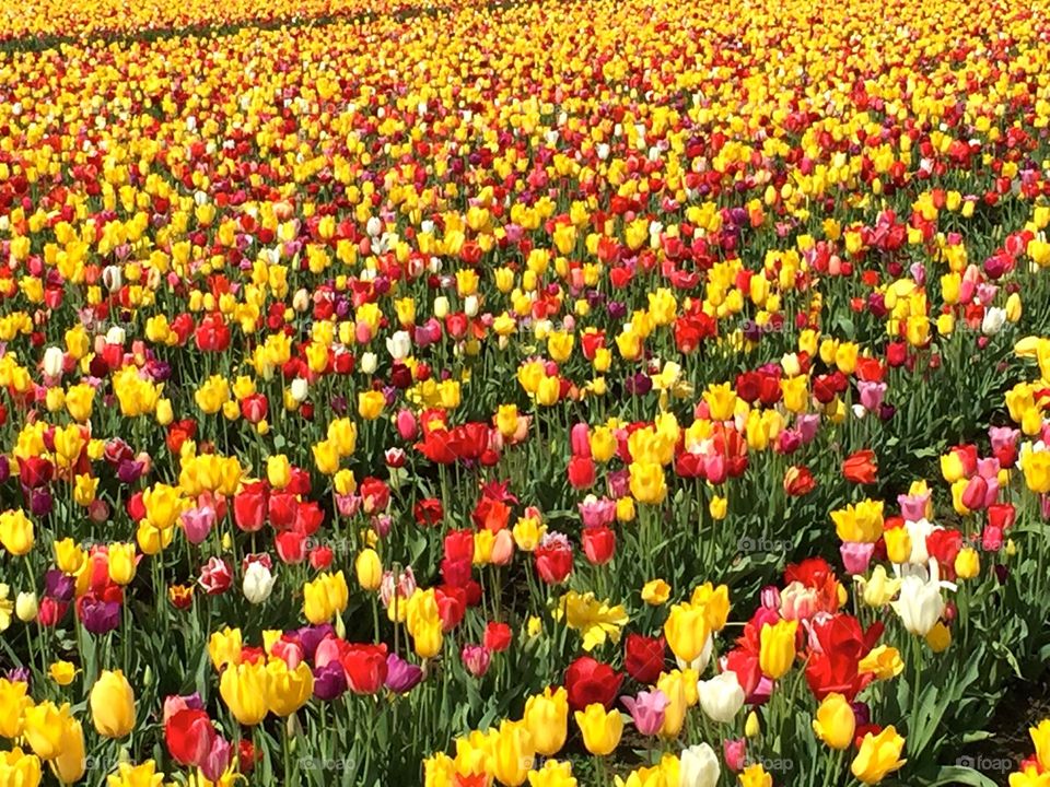 Tulip Field. Field of tulips