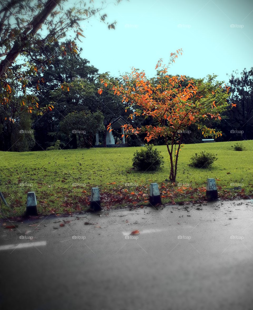 tree auburn rainy rod autumn