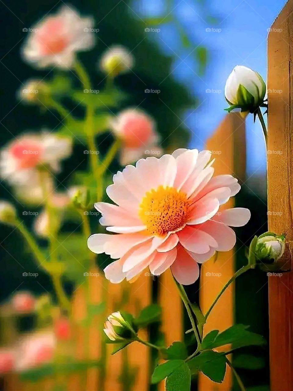 A very beautiful picture, and there is no better picture than it. There is no better picture of green herbs and colorful, red and white roses than it. Glory be to God, the natural and picturesque view, and there is no more