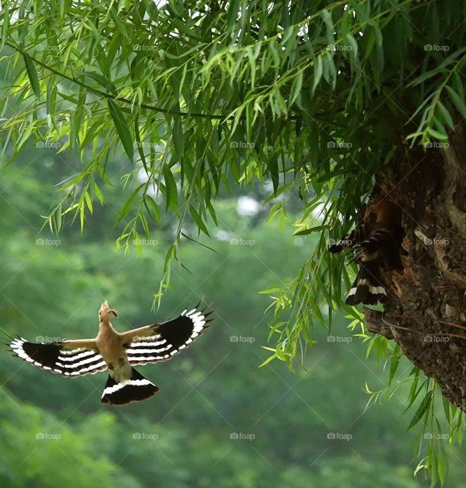 Precious moments, worth feeling this peaceful moment , birds is freedom in sky.