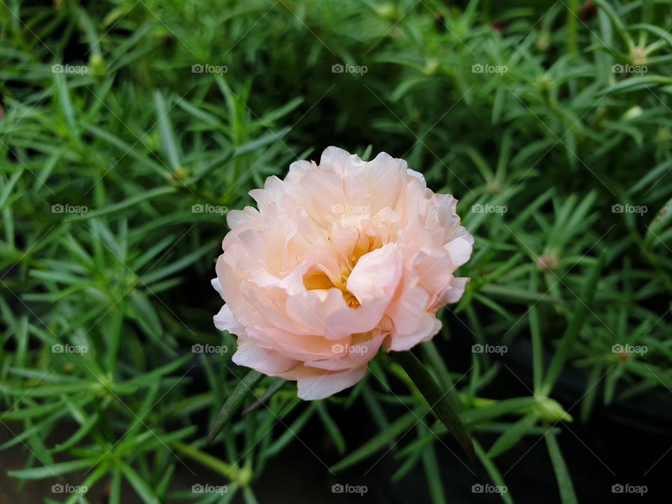 the portulaca grandiflora