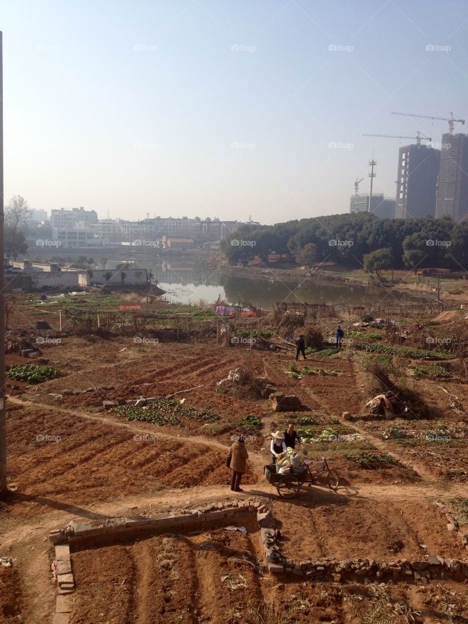 Cropland and a pond in China