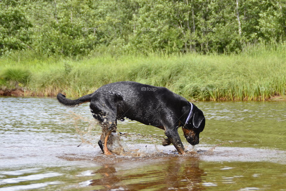 Happy dog