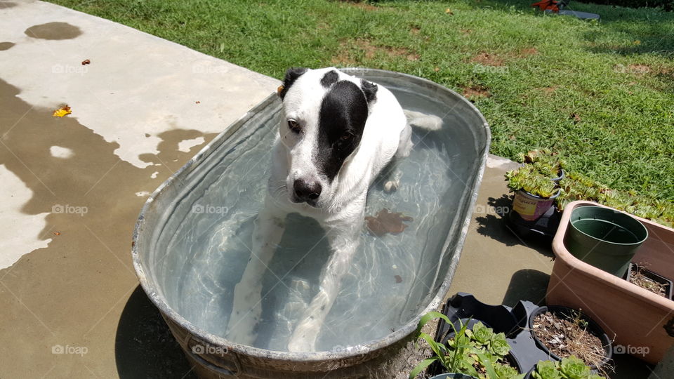 Dog cooling off in tub of water during summer heat