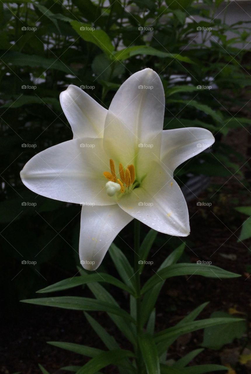 Lily in bloom 