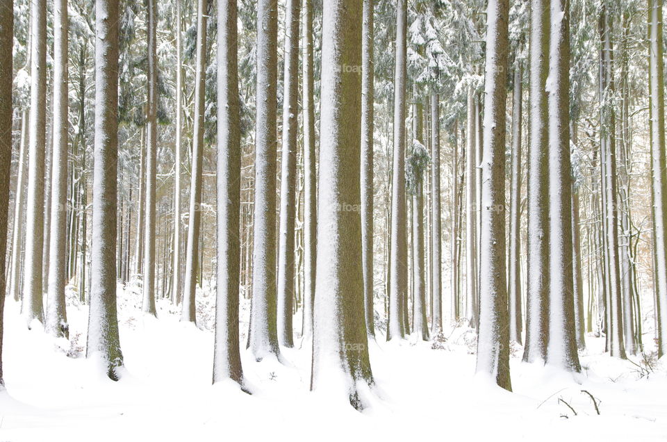 Forest in snowfall