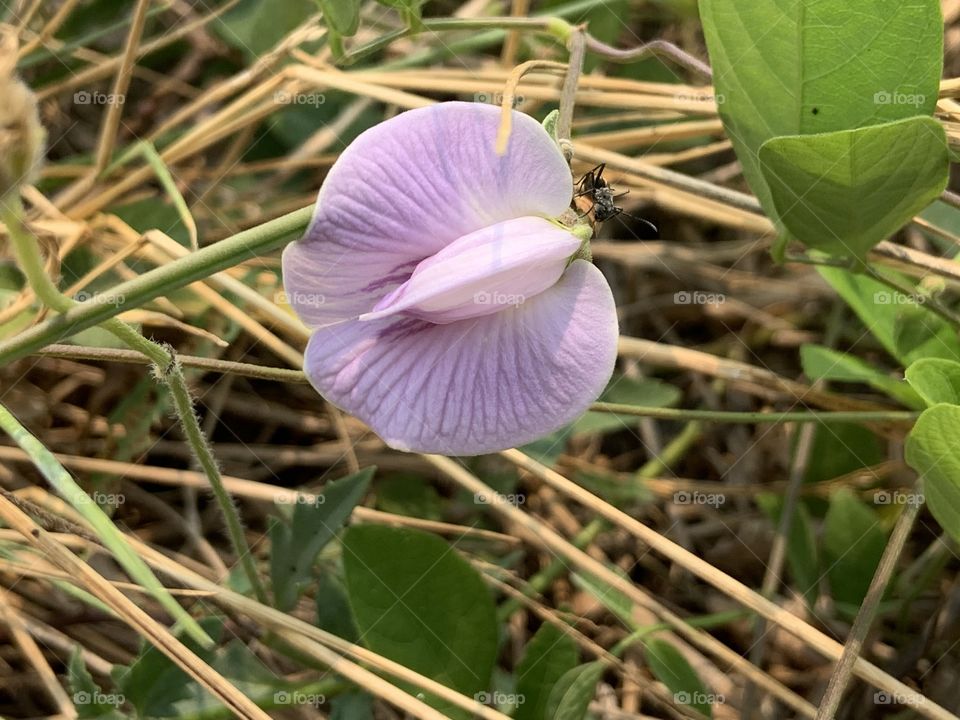 Plants around us, my garden (Countryside)