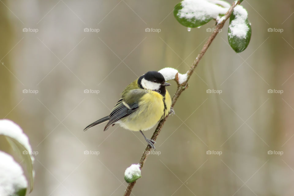 Great Tit in snow