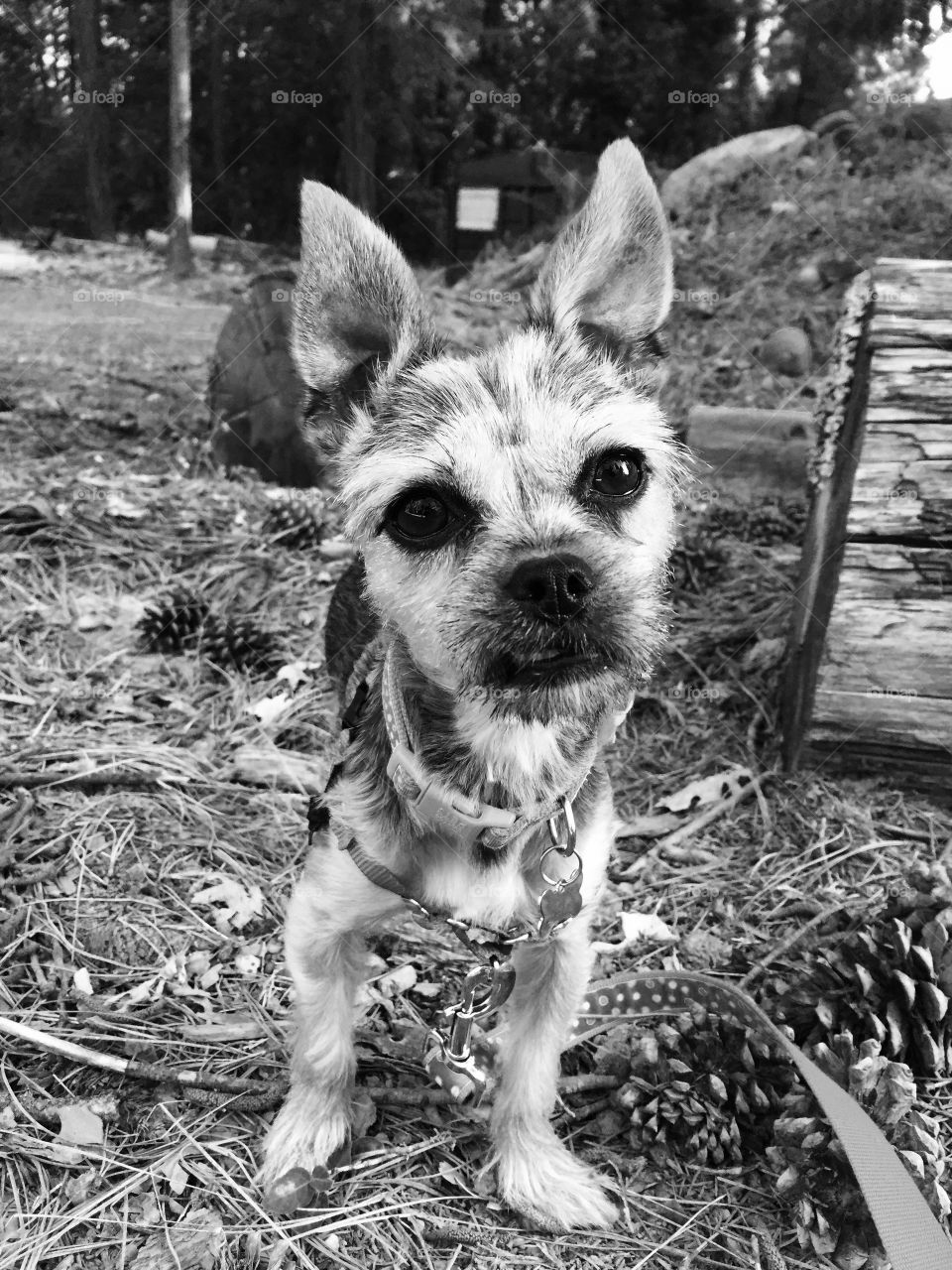 Chloe. Chloe on a wilderness hike
