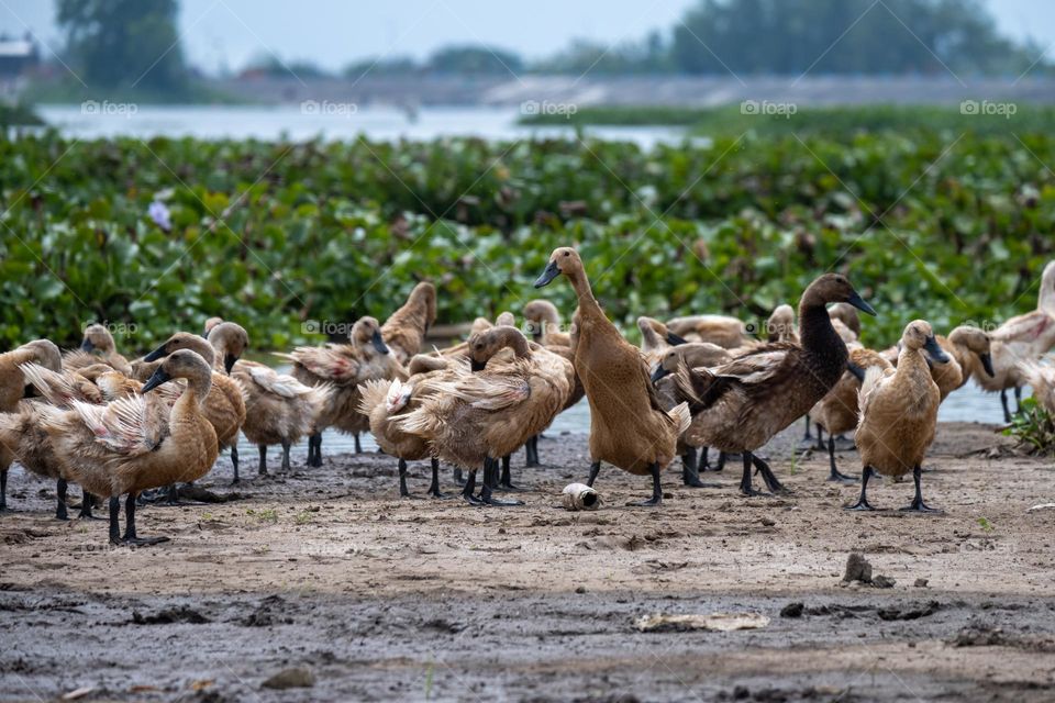 a flock of ducks on the edge of the reservoir