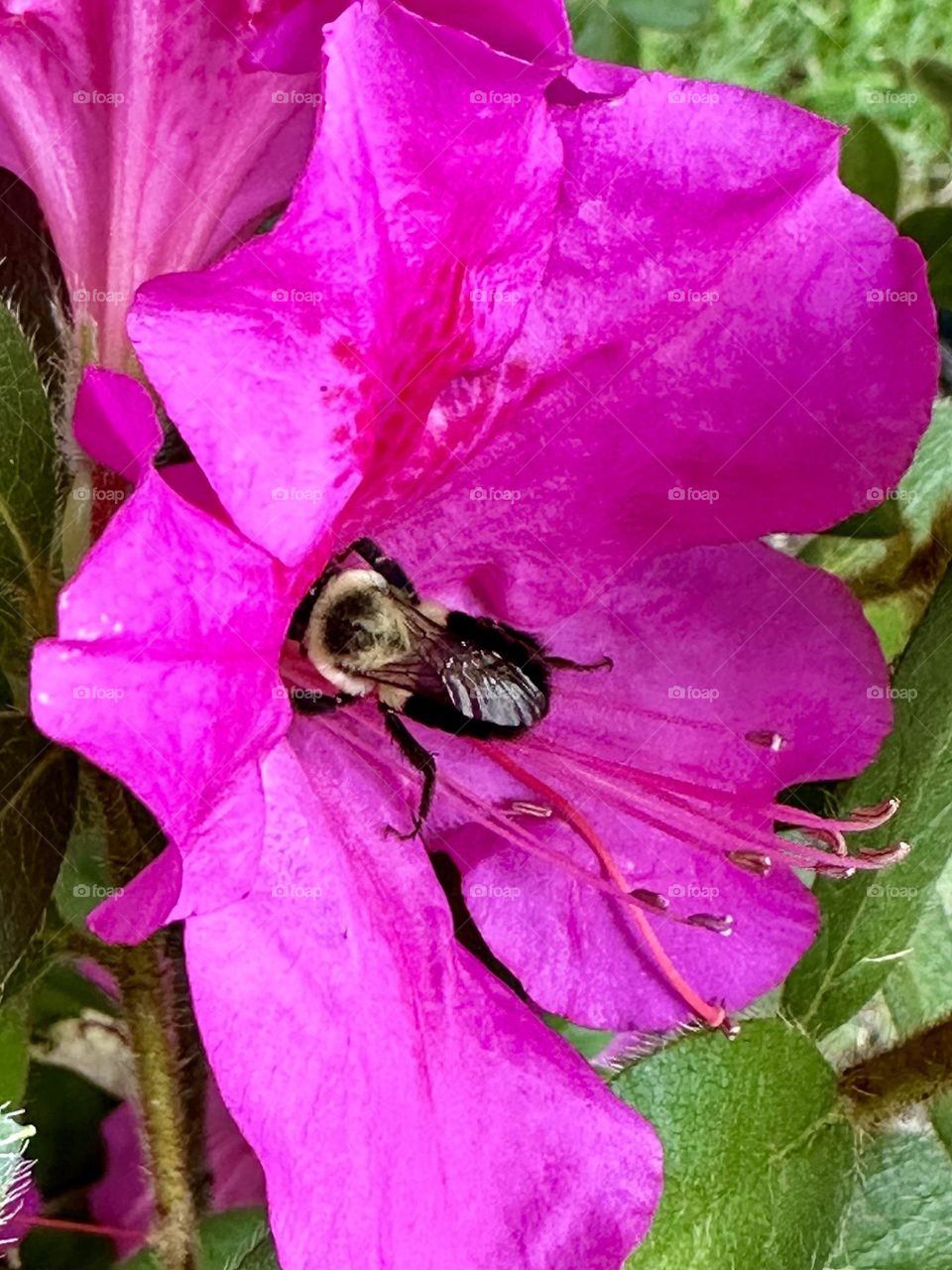 Bright pink azalea flower common eastern bumble bee pollinator petals stamens nature backyard wildlife bug insect summer nature backyard gardening 