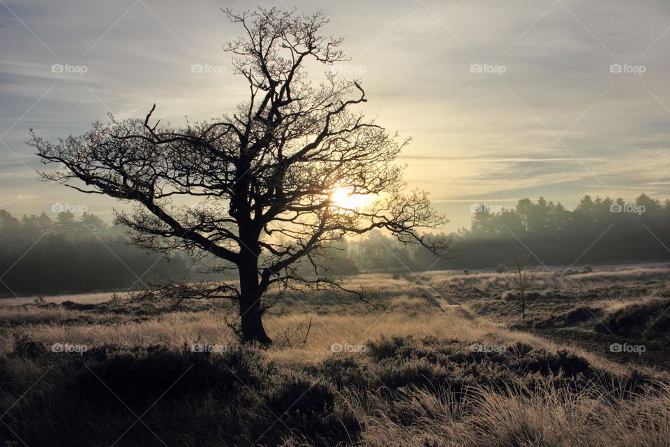 Golden light through a tree. The sun shines through the branches of a tree during golden hour.