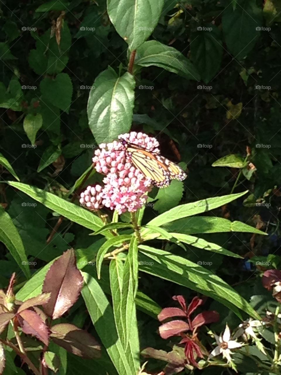 Butterfly . Caught this in my aunts backyard 