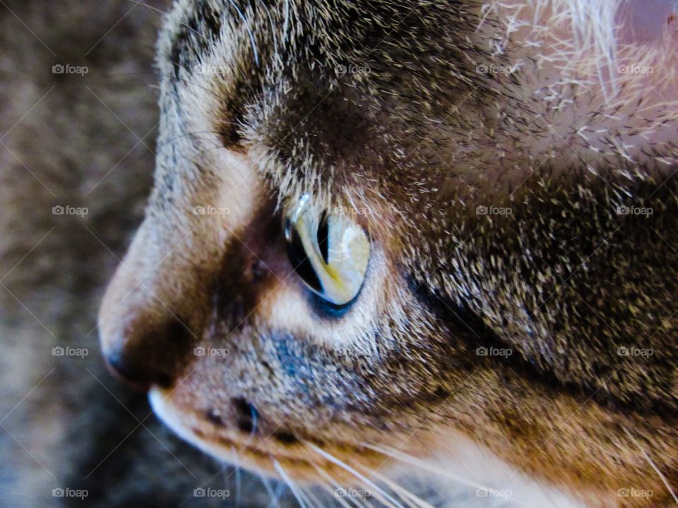 Closeup of tabby cat's face 