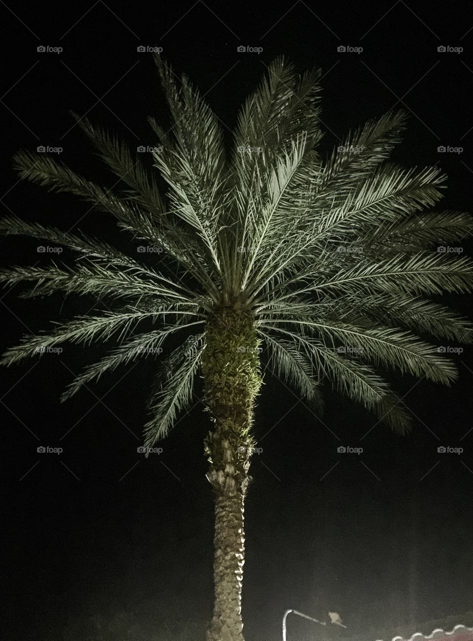 Palm at night