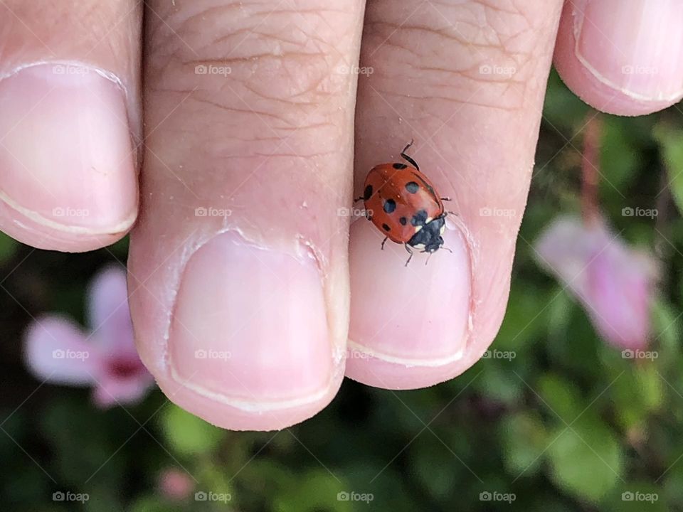 Beautiful ladybug on my fingers in spring 