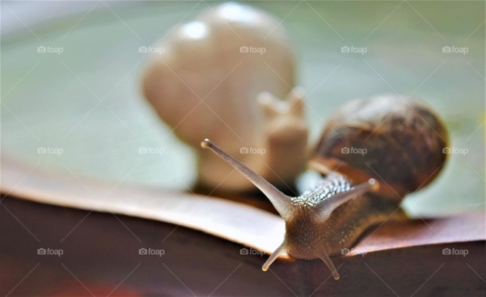 close-up picture from a snail with ceramic snail figurine at the background