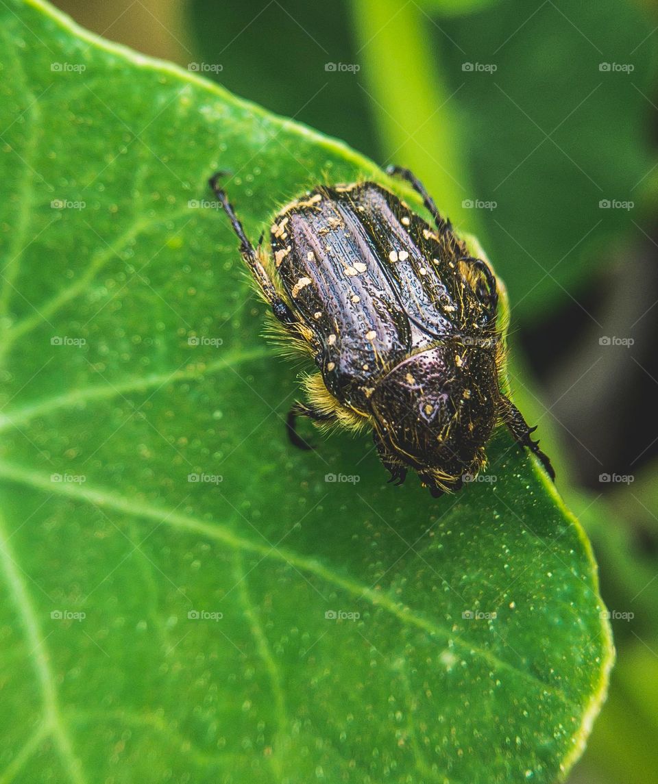 Close up of a white spotted rose beetle on a green leaf