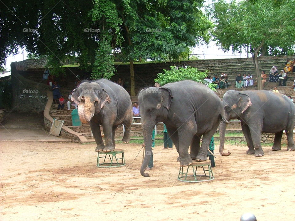 elephants