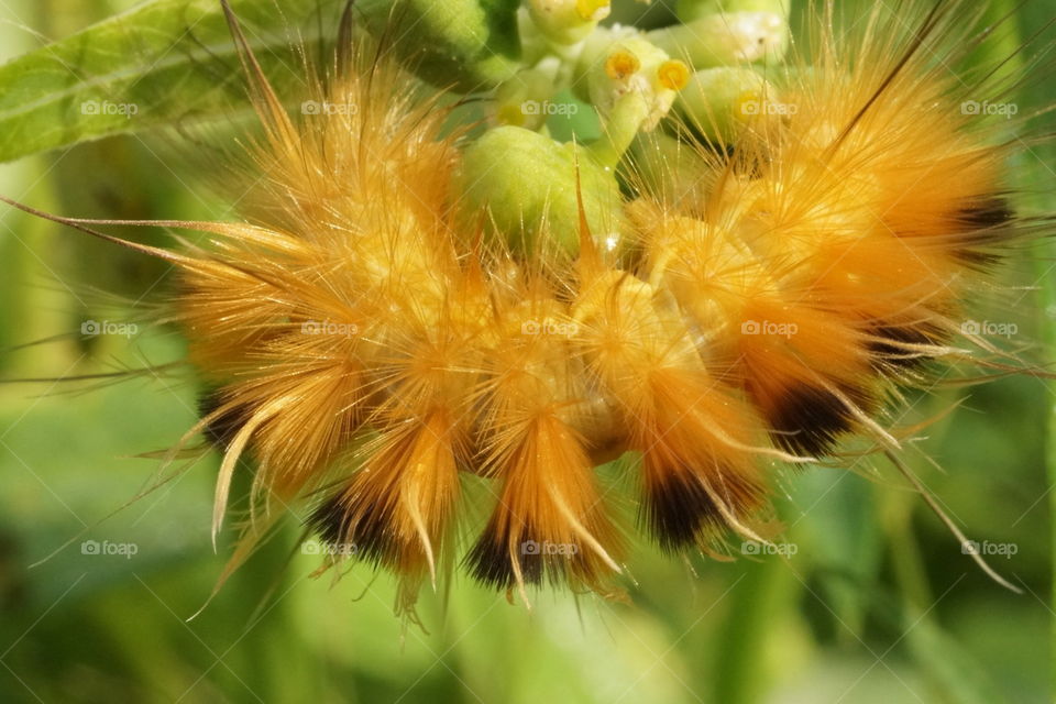 caterpillar yellow orange hair trump macro
