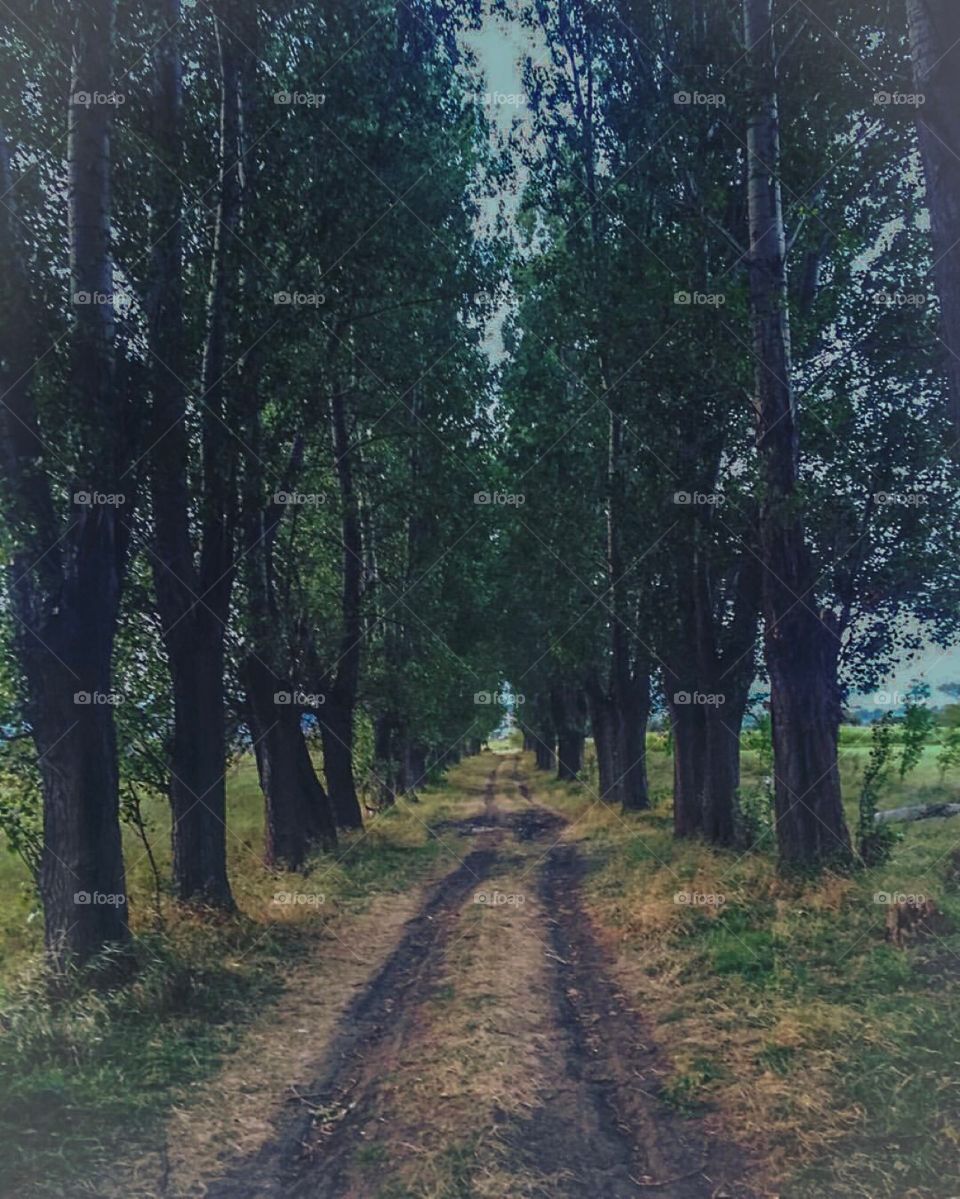 View of dirt road in forest