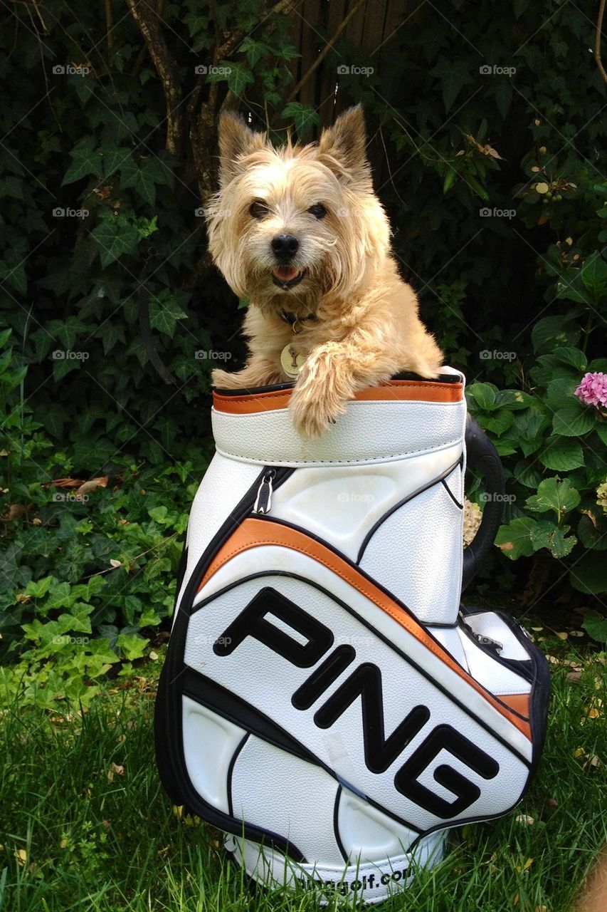 Dog in a golf bag