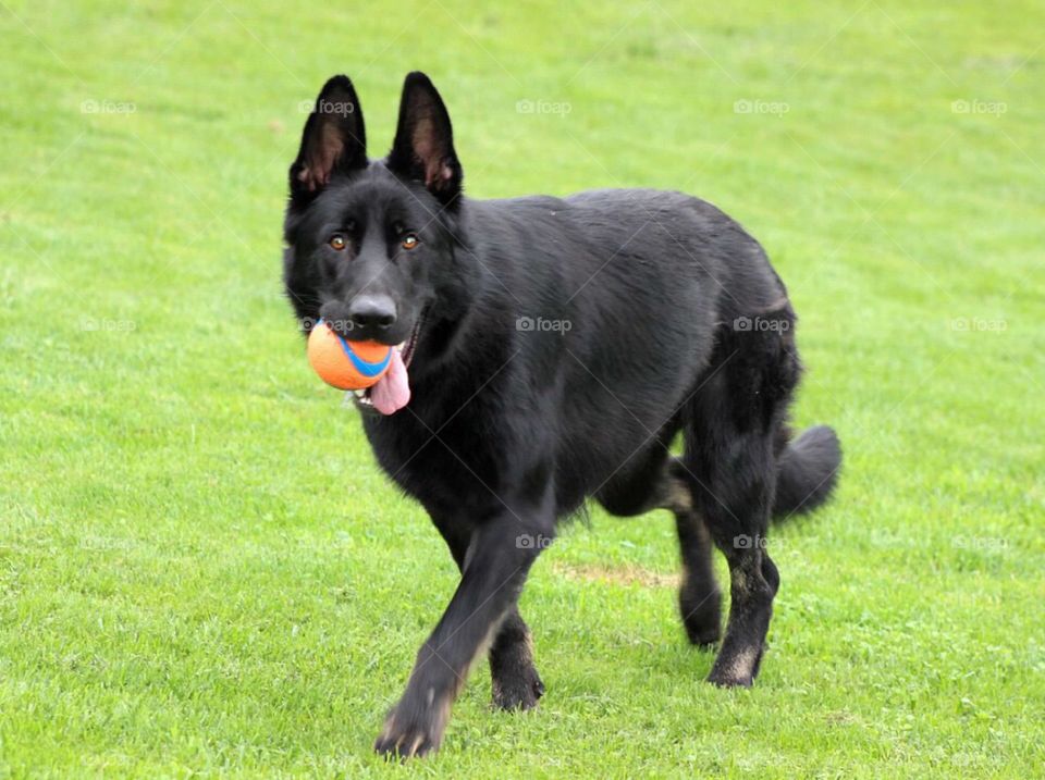 Our dog letting us know he's ready to play ball. 