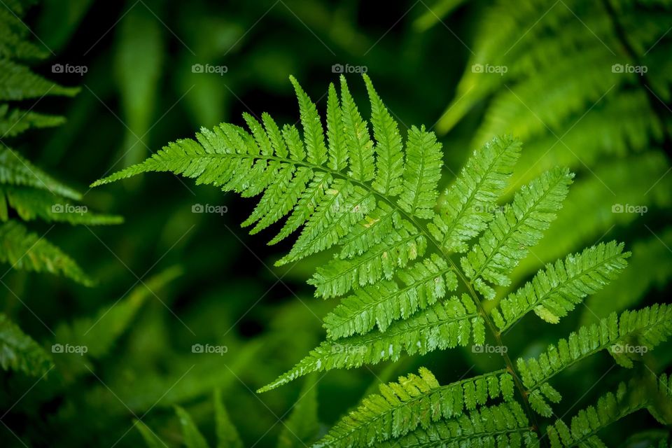 A delicate fern slightly drooping in the rain takes focus in this nothing-but-green composition. Raleigh, North Carolina. 