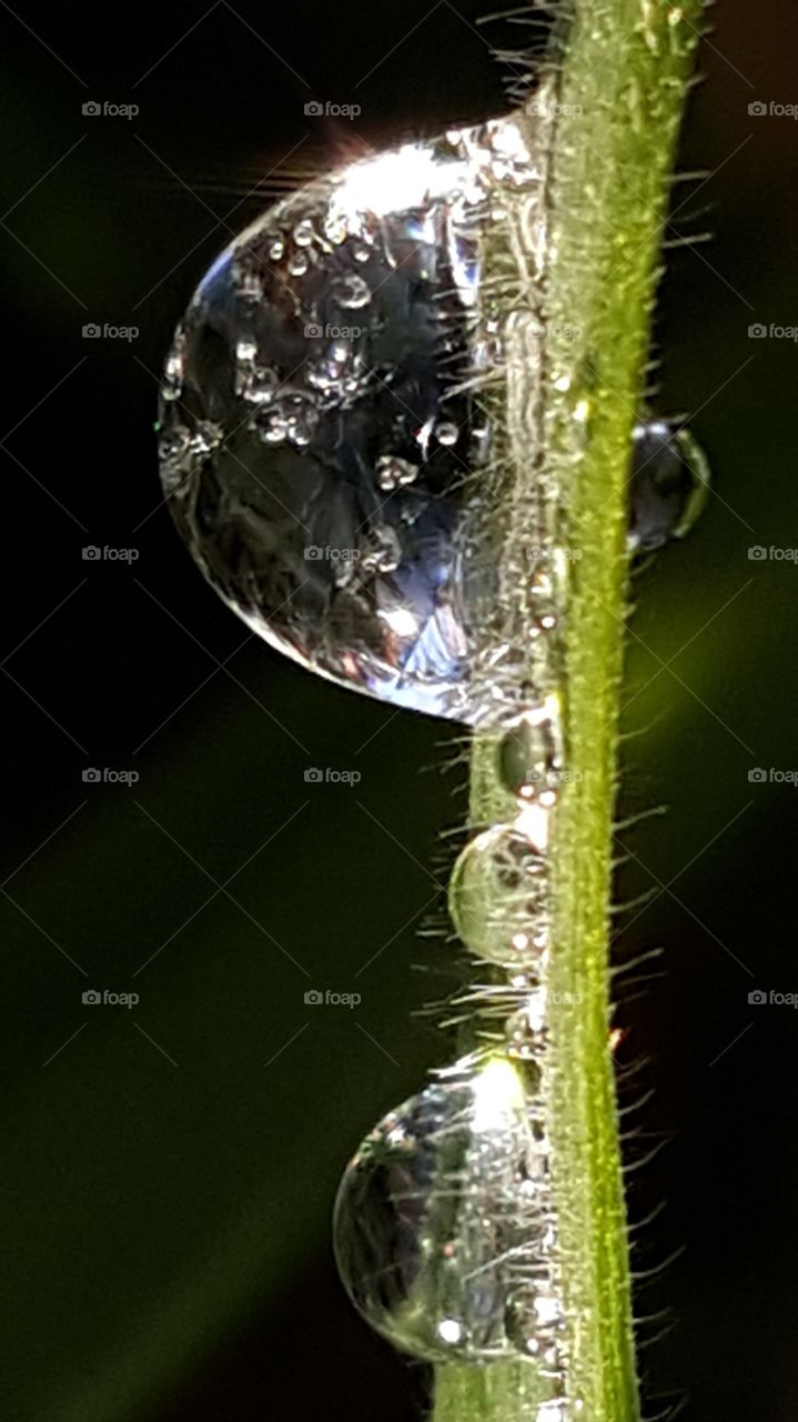 Diamond dew on the grass.
