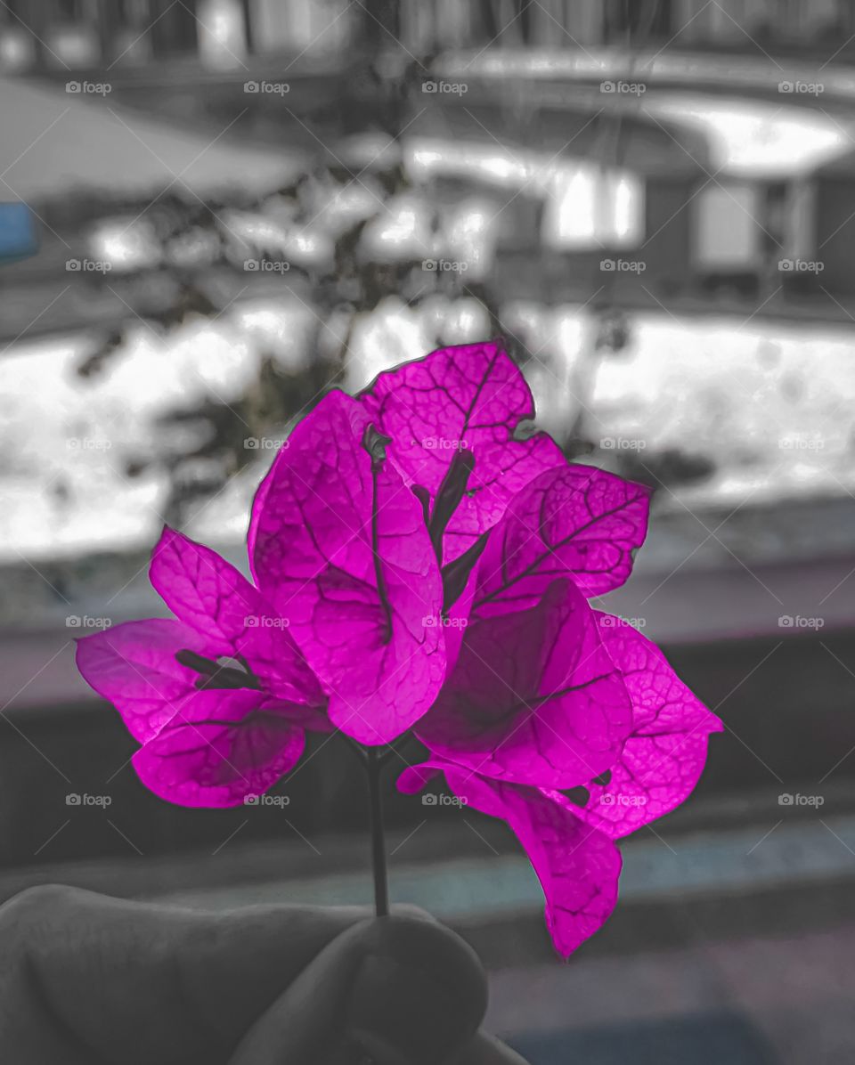 Life isn’t always rose, pinky and dandy 