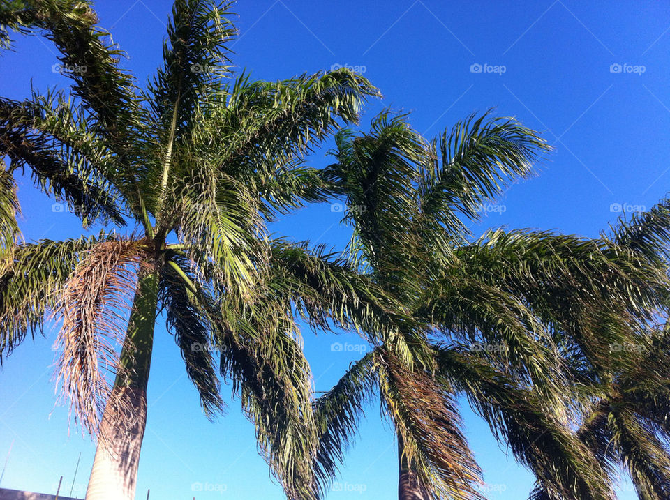 sky blue wind two palms by alejin05