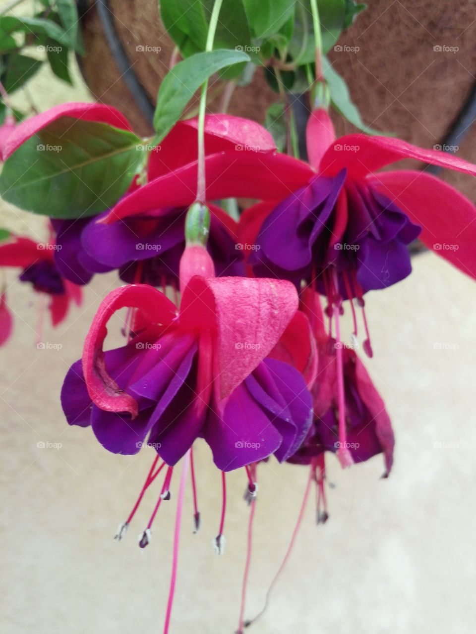 Fushia