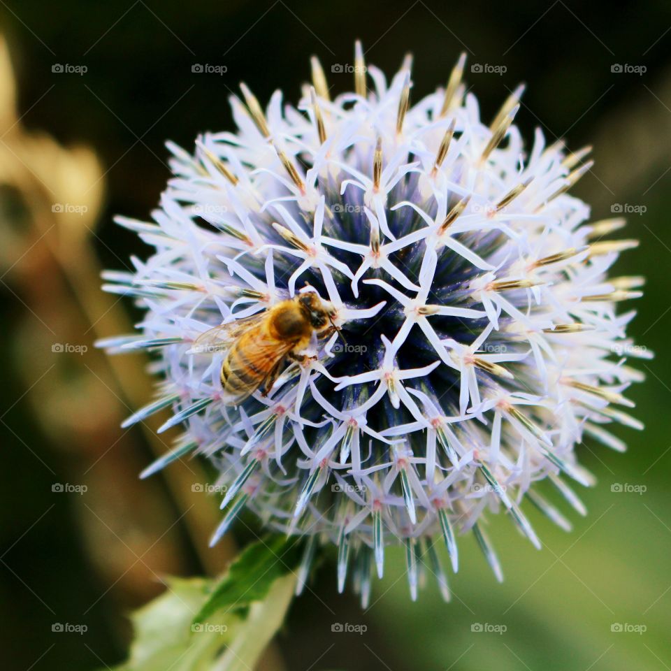 Bee flowers