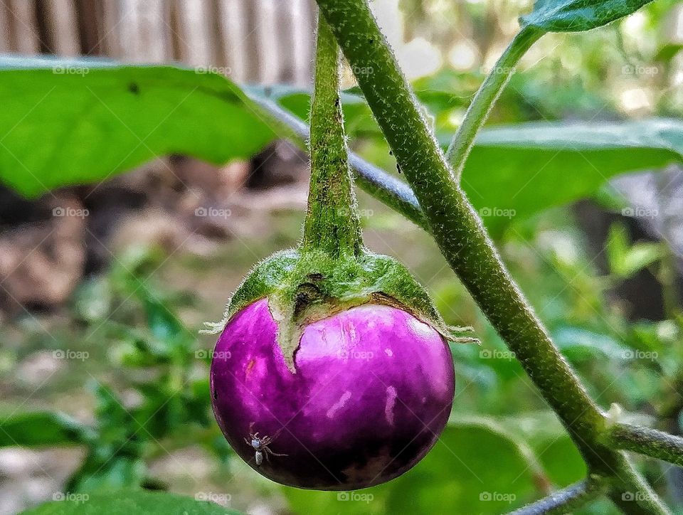 a round and small purple eggplant cute eggplant and has a beautiful color.