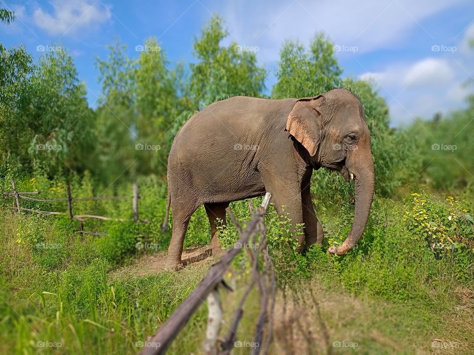 Elephant in the field.