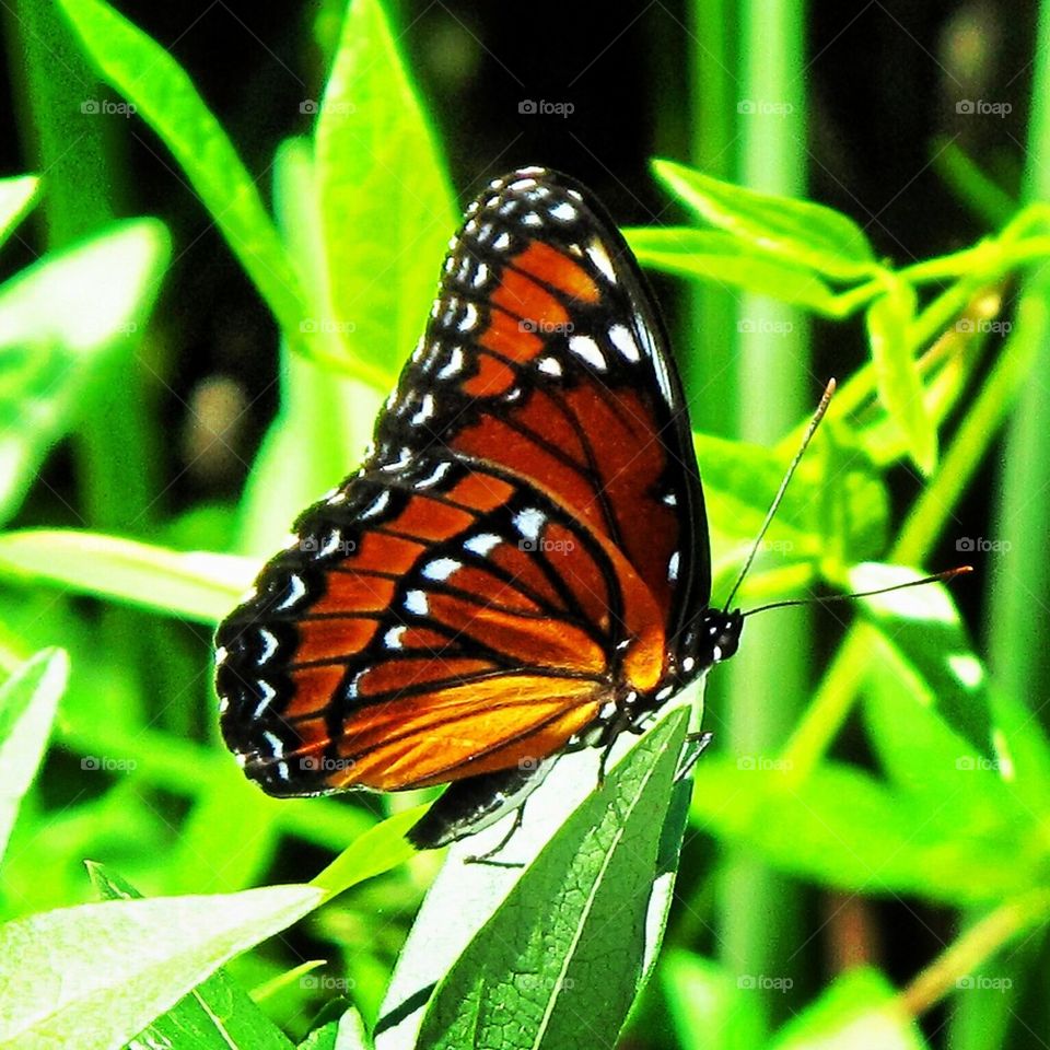 Queen butterfly