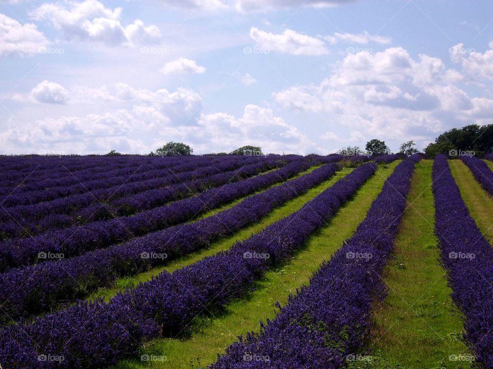 Lavender rows