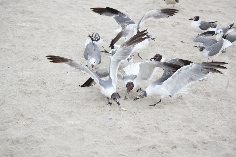 Seagulls fighting over food