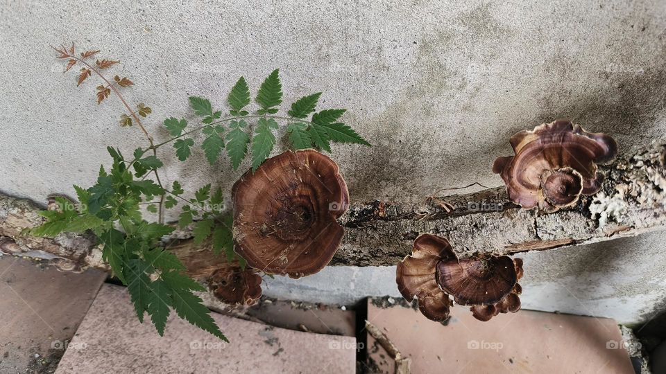 Shiitake mushrooms grow on tree trunks