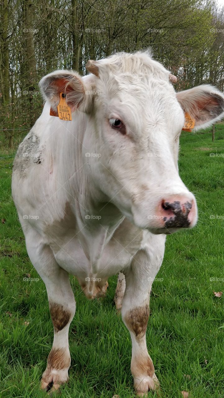 close-up cow